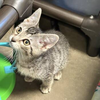 Susi Bean -  Domestic Short Hair Cat for Adoption in Davenport, Iowa - Susi Bean | PetCurious
