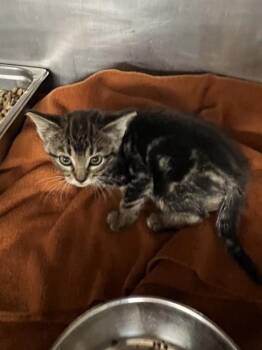 RASTA -  Domestic Short Hair Cat for Adoption in Casper, Wyoming - RASTA | PetCurious