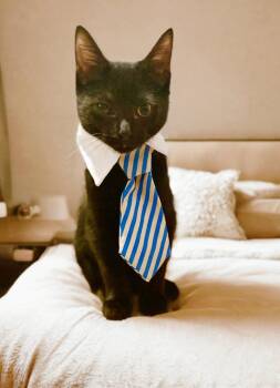 Rescue Domestic Short Hair Cats for Adoption in Durham, North Carolina - Billy | PetCurious