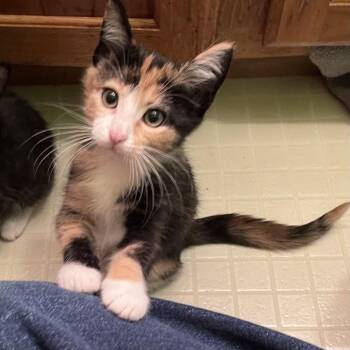 Lindsey -  Domestic Short Hair Cat for Adoption in Springfield, Illinois - Lindsey | PetCurious