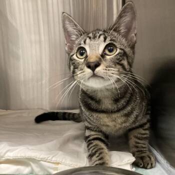 Chandler -  Domestic Short Hair Cat for Adoption in Tampa, Florida - Chandler | PetCurious