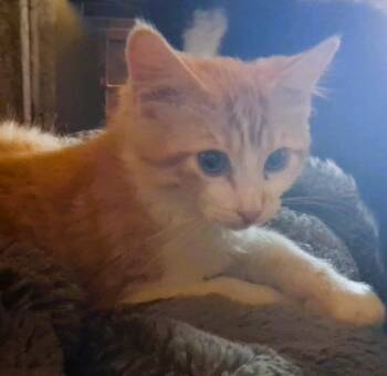 Orange Pop -  Domestic Medium Hair Cat for Adoption in Mesquite, Nevada - Orange Pop | PetCurious