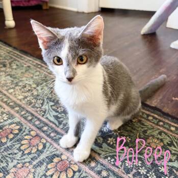 Bo Peep -  Domestic Short Hair Cat for Adoption in Bethel, Ohio - Bo Peep | PetCurious