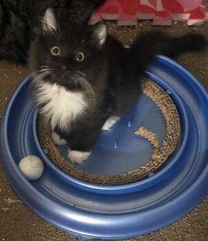Aurora and Sebastian -  Domestic Medium Hair Cat for Adoption in Eastlake, Ohio - Aurora And Sebastian | PetCurious