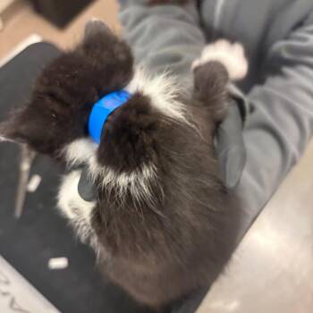 Bobby Flay -  Domestic Short Hair Cat for Adoption in Chicago, Illinois - Bobby Flay | PetCurious