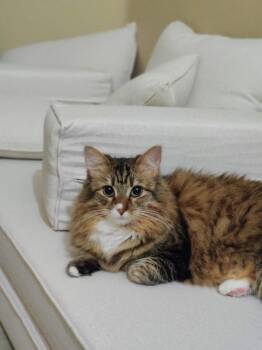 Camelia -  Tabby and Maine Coon Cat for Adoption in Calimesa, California - Camelia | PetCurious