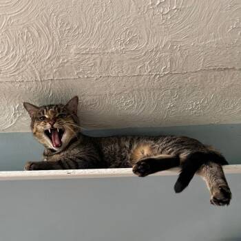 Leo -  Domestic Short Hair Cat for Adoption in Brownsboro, Alabama - Leo | PetCurious