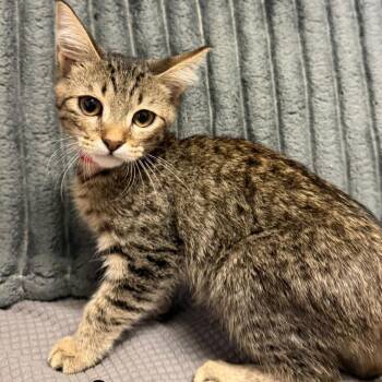 Stryx -  Domestic Short Hair Cat for Adoption in Buffalo, Minnesota - Stryx | PetCurious