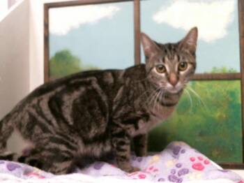 Domestic Short Hair Cats Available for Adoption - MAMGIRL | PetCurious