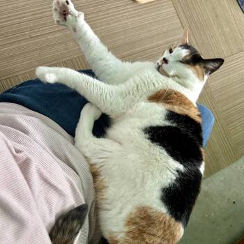 Keona -  Domestic Short Hair Cat for Adoption in Moses Lake, Washington - Keona | PetCurious