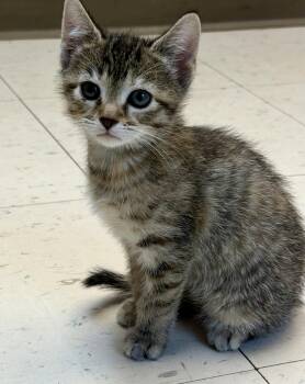 Einstein -  Domestic Short Hair Cat for Adoption in Dyersburg, Tennessee - Einstein | PetCurious