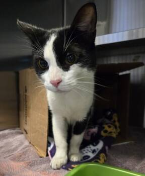 Rescue Domestic Short Hair Cats for Adoption in Pontiac, Michigan - Tic Tac | PetCurious