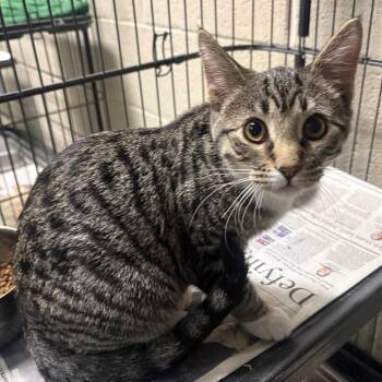 Domestic Short Hair Cats Available for Adoption - Pineapple Cobbler | PetCurious