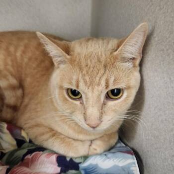 Fezzik -  Domestic Short Hair Cat for Adoption in Oshkosh, Wisconsin - Fezzik | PetCurious