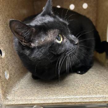 Vogue -  Domestic Short Hair Cat Available for Adoption in Roxboro, North Carolina - Vogue | PetCurious