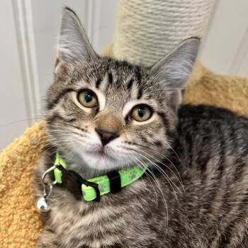 Jack -  Domestic Short Hair Cat for Adoption in La Grange, Kentucky - Jack | PetCurious