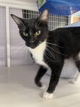Carly -  Domestic Short Hair Cat for Adoption in Vancouver, Washington - Carly | PetCurious