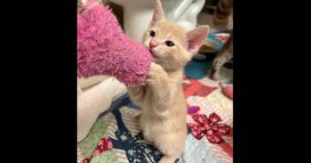 Warrior Man -  Domestic Short Hair Cat for Adoption in Groveland, Massachusetts - Warrior Man | PetCurious