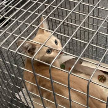 Sunshine -  Domestic Short Hair Cat for Adoption in Montgomery, Alabama - Sunshine | PetCurious