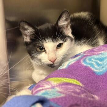Starburst -  Domestic Short Hair Cat for Adoption in Walnut Creek, California - Starburst | PetCurious