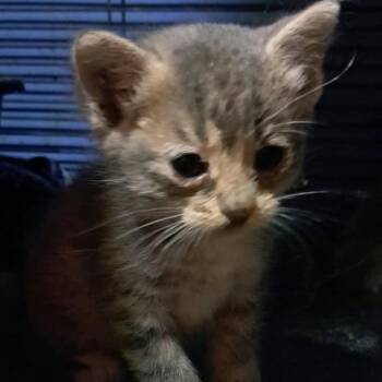 Carlie -  Domestic Short Hair Cat for Adoption in Green Forest, Arkansas - Carlie | PetCurious