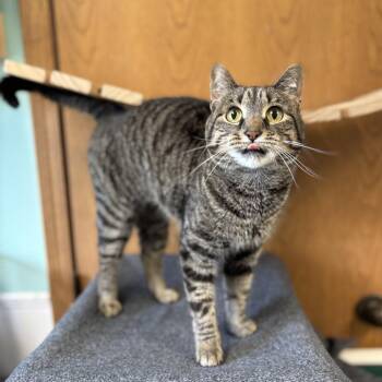 Pear -  Domestic Short Hair Cat for Adoption in Fargo, North Dakota - Pear | PetCurious