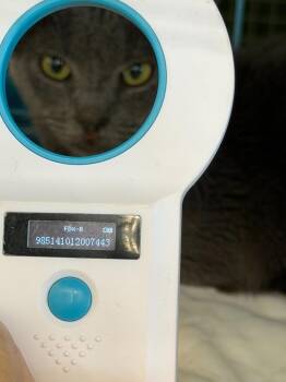 Malva -  Russian Blue and Domestic Short Hair Cat for Adoption in New Braunfels, Texas - Malva | PetCurious