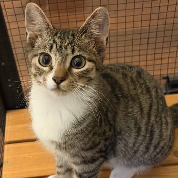 Rescue Domestic Medium Hair Cats for Adoption in Springfield, Oregon - Karokke | PetCurious