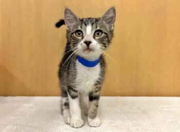 MANHATTAN -  Domestic Short Hair Cat for Adoption in Brentwood, Missouri - MANHATTAN | PetCurious
