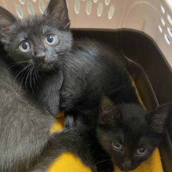 Lightning -  Domestic Medium Hair Cat for Adoption in Dekalb, Illinois - Lightning | PetCurious