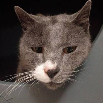 Domestic Short Hair Cats Available for Adoption - Trailer Bob | PetCurious