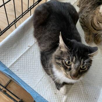 Domestic Medium Hair Cats Available for Adoption in Hearne, Texas - Friend | PetCurious