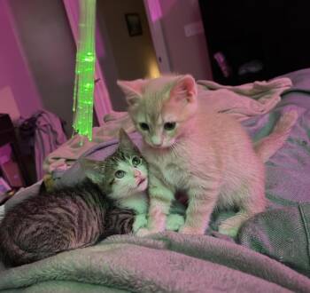 Ginny -  Domestic Short Hair Cat for Adoption in Cincinnati, Ohio - Ginny | PetCurious