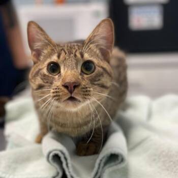 Domestic Short Hair Cats Available for Adoption in Riverside, California - Churro | PetCurious