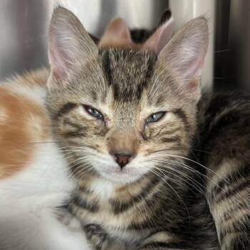 Domestic Short Hair Cats Available for Adoption in Middletown, Rhode Island - Powdered Sugar | PetCurious