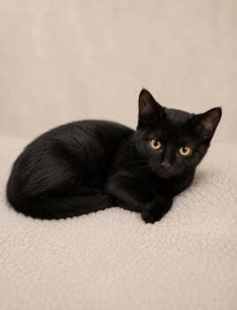 Combat Carla -  Domestic Short Hair Cat for Adoption in Columbia, South Carolina - Combat Carla | PetCurious