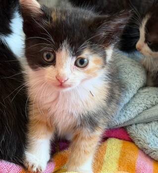 Catico -  Domestic Short Hair Cat for Adoption in Columbia, Illinois - Catico | PetCurious