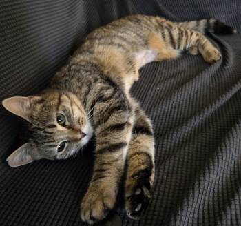 Biscuit Belle -  Domestic Short Hair Cat Available for Adoption in Silverton, Oregon - Biscuit Belle | PetCurious