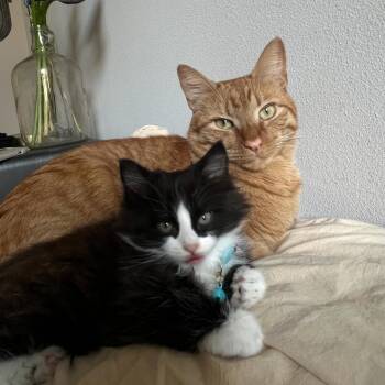 Jinx -  Domestic Short Hair Cat for Adoption in Dallas, Texas - Jinx | PetCurious