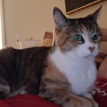Ella Grace -  Domestic Short Hair Cat for Adoption in Lynchburg, Virginia - Ella Grace | PetCurious