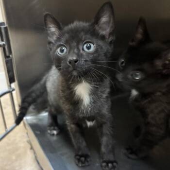 Polliwog -  Domestic Short Hair Cat for Adoption in Kanab, Utah - Polliwog | PetCurious