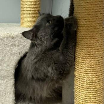 Domestic Medium Hair Cats Available for Adoption in Fargo, North Dakota - Fairamay***ADOPTION PENDING*** | PetCurious