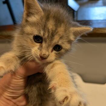 Rescue Domestic Short Hair Cats for Adoption in Marshall, Virginia - Violet | PetCurious