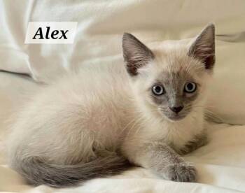 Alex -  Siamese Cat for Adoption in New Braunfels, Texas - Alex | PetCurious