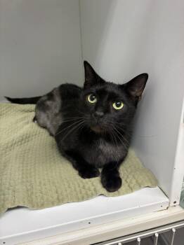 Taylor -  Domestic Short Hair Cat for Adoption in Rochester, Indiana - Taylor | PetCurious
