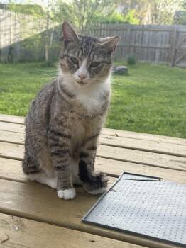 Tabby Cats Available for Adoption in Richmond, Virginia - Pompey  | PetCurious
