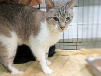 LORD CHONKERTON -  Siamese Cat for Adoption in Oklahoma City, Oklahoma - LORD CHONKERTON | PetCurious