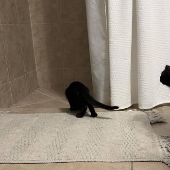 Obsidian -  Domestic Short Hair Cat for Adoption in West Palm Beach, Florida - Obsidian | PetCurious