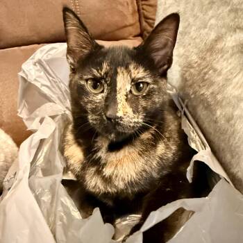 Baja Blast -  Domestic Short Hair Cat for Adoption in Tampa, Florida - Baja Blast | PetCurious