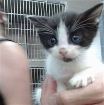 PEWTER -  Domestic Short Hair Cat for Adoption in Salinas, California - PEWTER | PetCurious